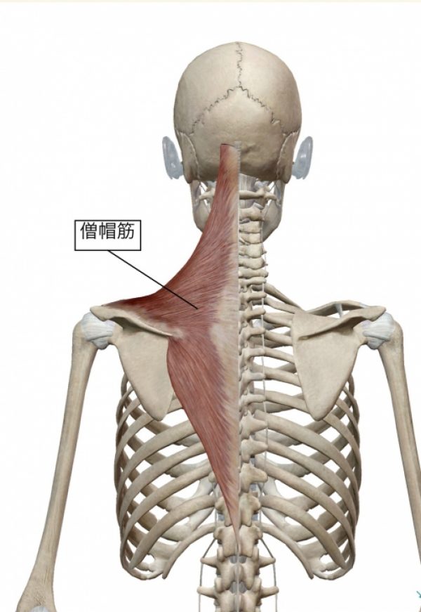 肩こり腰痛免疫力向上ストレッチはオリンピア鍼灸整骨院サムネイル